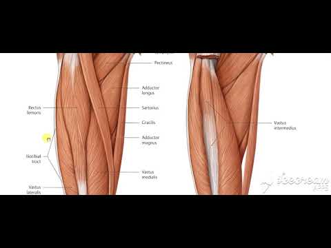 Thigh muscles lateral view