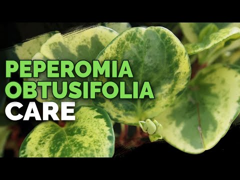 , title : '8 Peperomia Obtusifolia 관리 요령 및 요령'