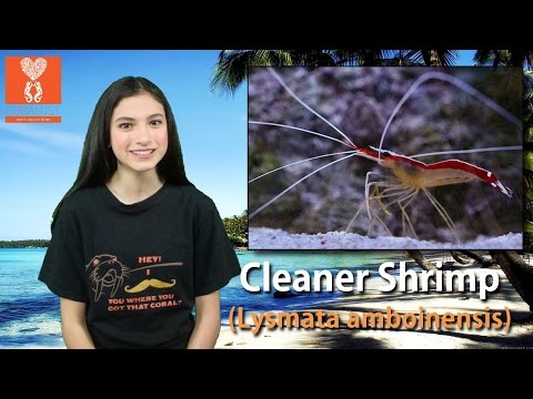 Krevetka čistič (Lysmata amboinensis) — video o chove a starostlivosti