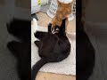 Cute Cat Fight Extended Tuxedo Cat Vs Ginger Cat
