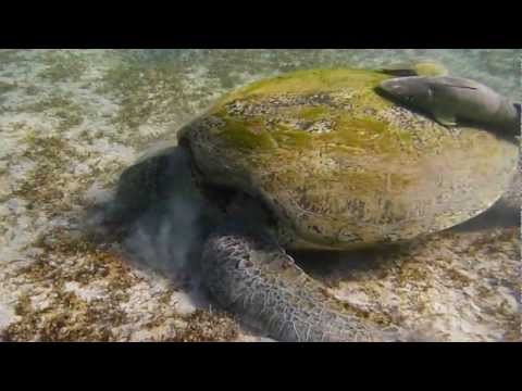 Schildkröte, Marsa Imbarak,Ägypten