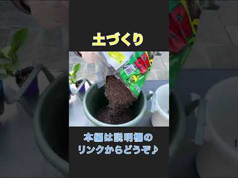 室内で苗を植え始める時期はいつですか?美しい野菜をどうやって食べるか？  庭園