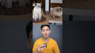 Download lagu Reaksi kucing Melihat Kue Ulang tahun berbentuk seperti dirinya mp3