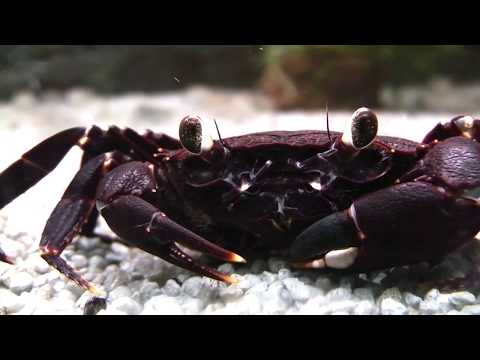 Aqua-Tropica - Syntripsa matanensis, Rote Leopardkrabbe, Mantanokrabbe