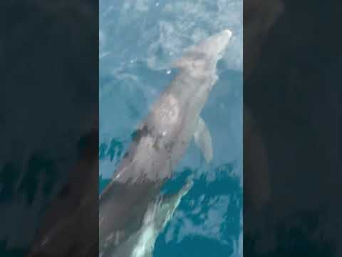 Dolphin spotting in the Corn Islands of Nicaragua is mostly an opportunistic adventure #dolphin