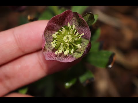 3 Way of Growing Winter Cut Flower Perennial Hellebore  ~ Ep 39