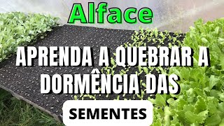 Quebra de Dormência e semeadura do alface.