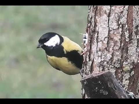 CARBONERO COMÚN | GREAT TIT | Parus major