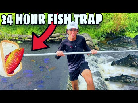 24 HOUR Fish Trap Catches WILD Aquarium Fish