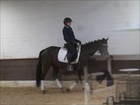 DARK VELVET 6j. DR v. Strahlemann - Danilo VB 7.500,- Euro