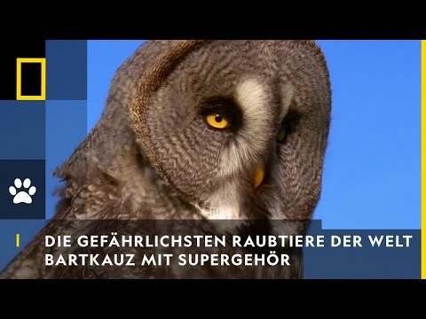DIE GEFÄHRLICHSTEN RAUBTIERE DER WELT - Bartkauz mit Supergehör | National Geographic