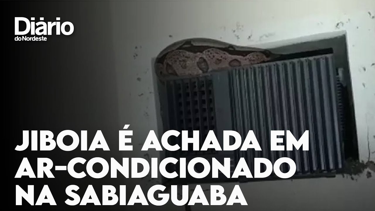 Imagem da notícia Jiboia de 1,5 metro é encontrada presa em ar-condicionado no bairro Sabiaguaba, em Fortaleza