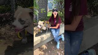 Video preview image #1 American Bulldog Puppy For Sale in Pasadena, CA, USA