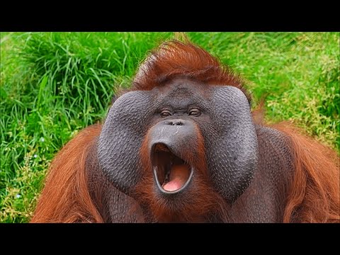 FUNNY Apes Around the World 😂 | Wild Animals