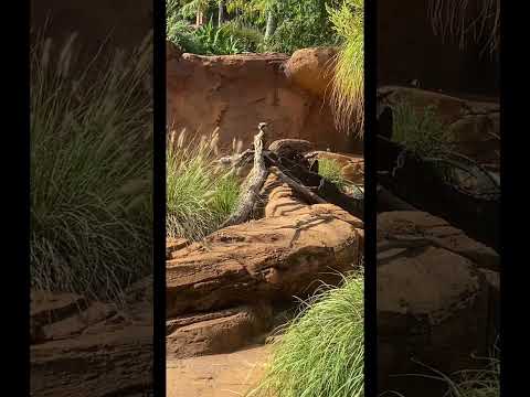 Meerkat ♥️ #animals #shorts