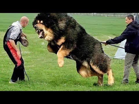 YouTube video about: What is the weakest dog in the world?