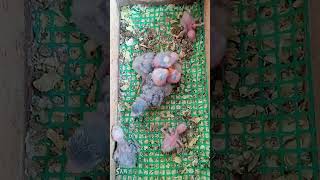 Download lagu SUARA LOVEBIRD BABY MINTA MAKAN #shorts mp3