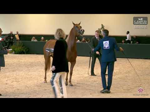 N 31 LAA ALLEGRA   ECAHO European Championship 2025   Fillies 3 Years Old Class 5