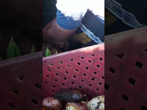 #agro#top#lavando as batatas-doce