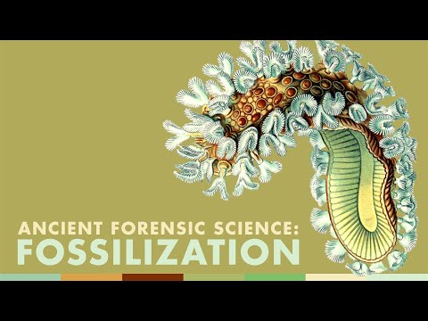 Ancient Forensic Science: Fossilization