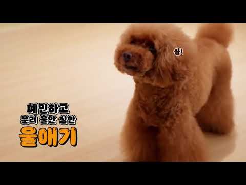 도그케어 - 애견미용 방문서비스 예약