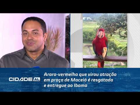 Arara-vermelha que virou atração em praça de Maceió é resgatada e entregue ao Ibama