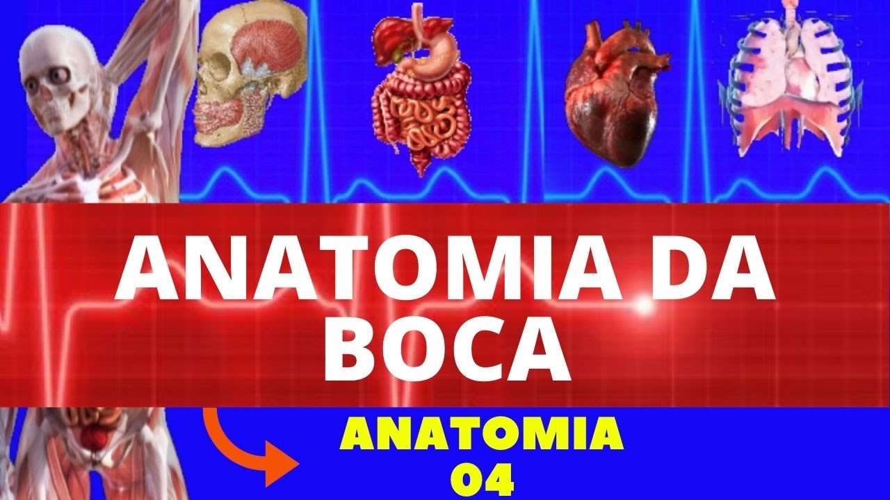 ANATOMIA DA BOCA (CAVIDADE ORAL E SUAS ESTRUTURAS) - SISTEMA DIGESTÓRIO