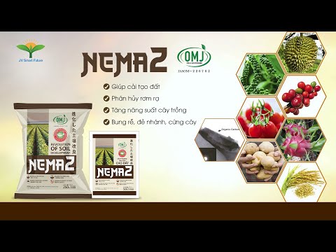 NEMA2- SẢN PHẨM CẢI TẠO ĐẤT 49 HIỆU QUẢ VỚI CÂY LÚA