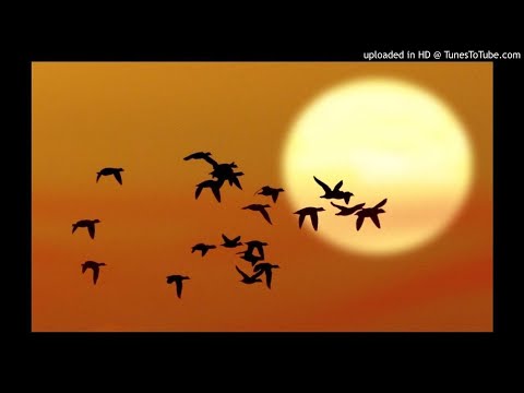 Edip Akbayram - Kuşlar