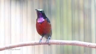 Download lagu CALL KONIN MANCING EMOSI LAWAN| call konin | panggilan konin bahan | Suara KONIN JANTAN pancingan mp3