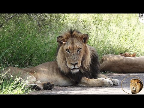 I Speak To A Sick Lion, See What Happens The Next Day