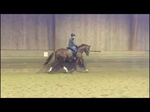 Dohnanyi unter dem Sattel