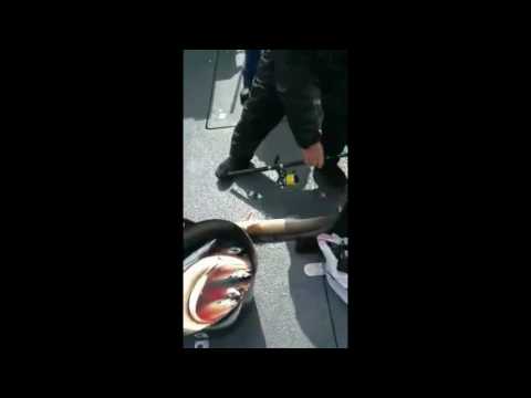 Fishing expedition North Sea Cod Ling Mackerel ...  cześć 2