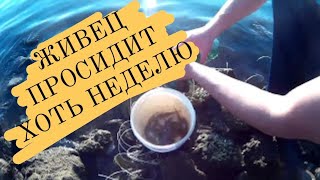 Как сохранить живца на рыбалке летом