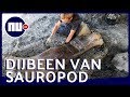 Reusachtig dinosaurusbot ontdekt in Frankrijk | NU.nl