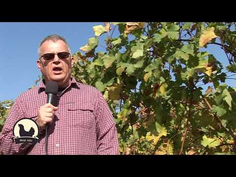 MOJE SELO: Organska proizvodnja grožđa za eko vino