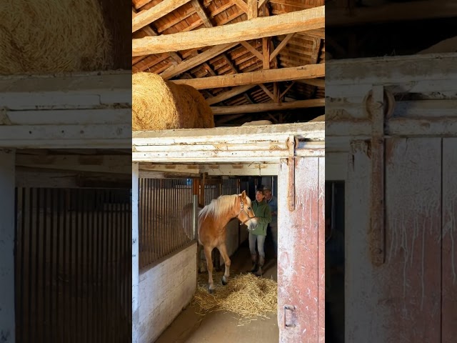 Propri&eacute;t&eacute; &eacute;questre -Chalain le Comtal (42) 1.6 hectares