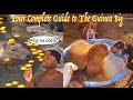 The Science Behind The Unproblematic Nature Of The Capybara