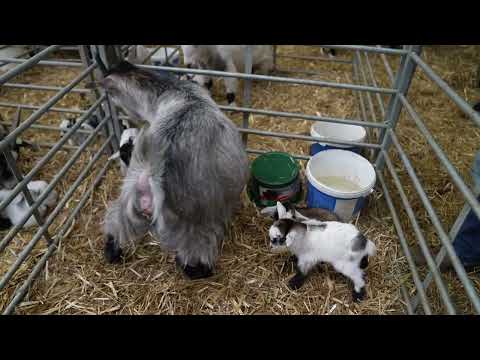 Our goat has had triplets - Cannon Hall Farm