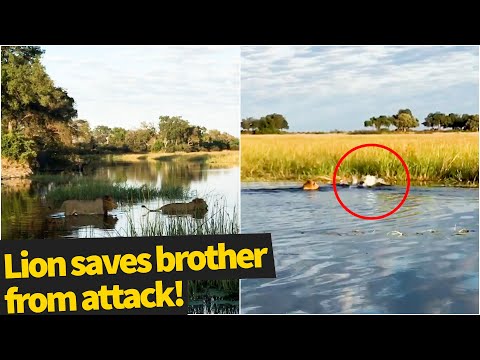 Lion saves his brother from terrifying crocodile attack