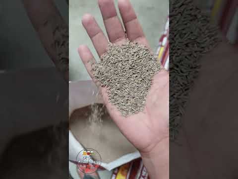 Cumin Seed Singapore 99