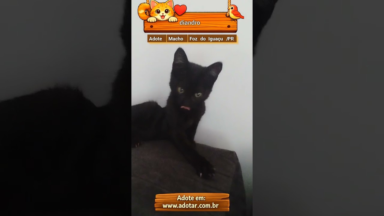 Gato raça SRD-ViraLata idade Abaixo de 2 meses nome diandro 