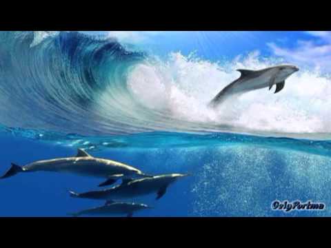 Stephen Schlaks - El Delfin Azul