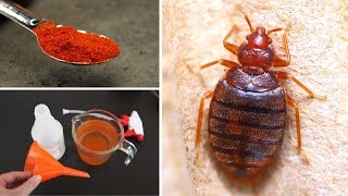 Home remedies to get rid of bed bugs permanently naturally and fast in just one day