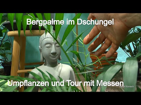 Preparing a mountain palm for transplanting in the jungle Plant room with palms and other plants