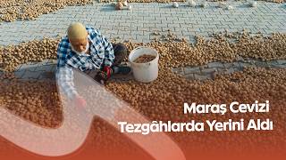 Maraş Cevizi Tezgâhlarda Yerini Aldı! Kilosu 350 TL’den Satılıyor