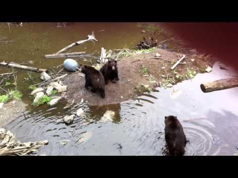 2011 07 31 Alaska 26 Bears IMG 1949