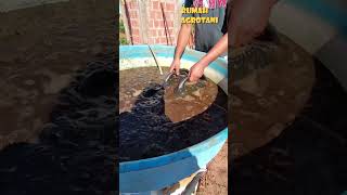 Download lagu Begini Manfaat Asam Humat Untuk Tanaman mp3