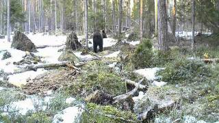preview picture of video 'Brown Bear, Estonia 2012 (III.)'