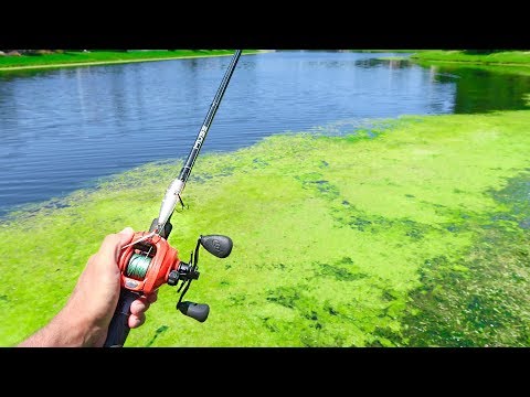 This SMALL POND is LOADED w/ GIANT Bass (Topwater Fishing) Video